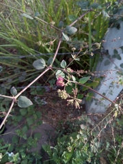 Boerhavia coccinea