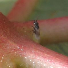 Ceraphronoidea