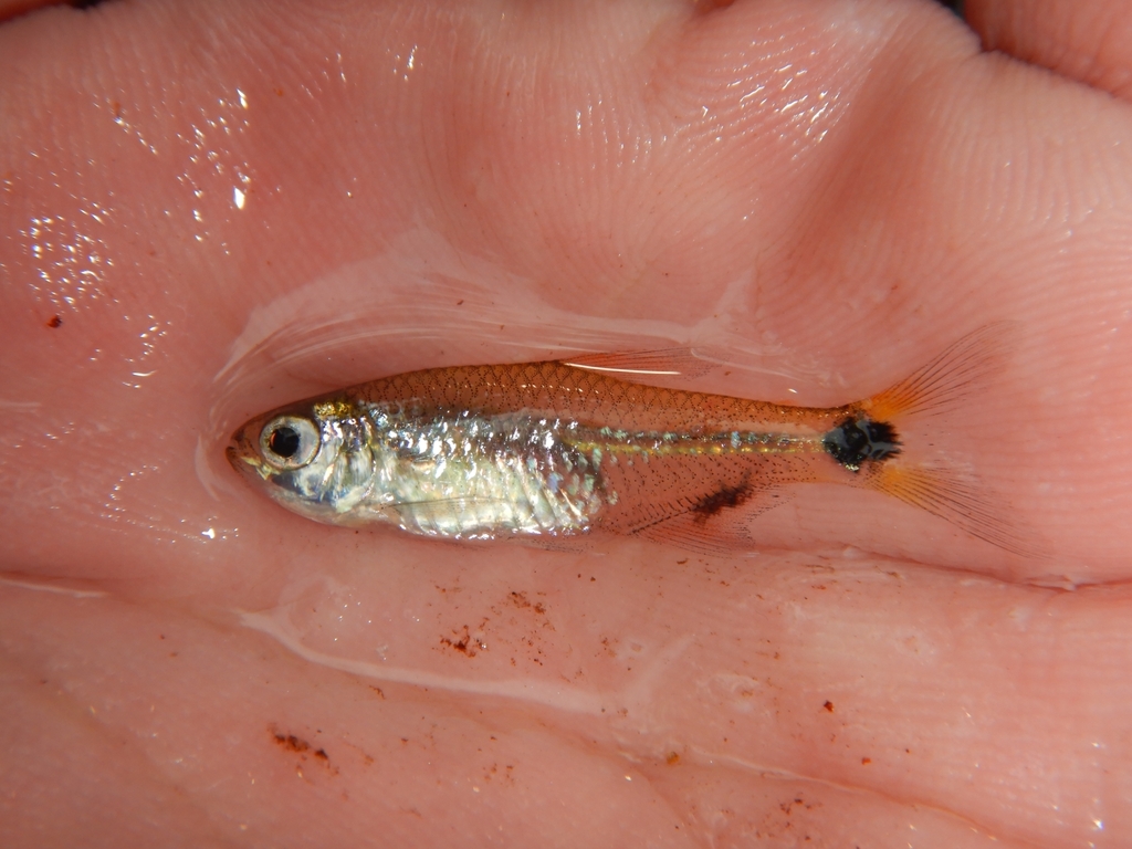 Gorgona tetra (Compsura gorgonae) — Characidae