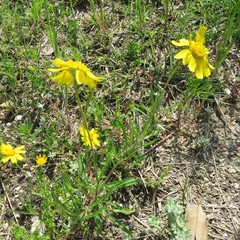 Tetraneuris linearifolia