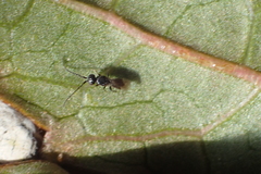 Megaspilidae