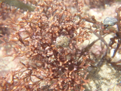 Micrelenchus tessellatus