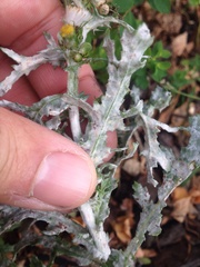 Neoerysiphe kerribeeensis