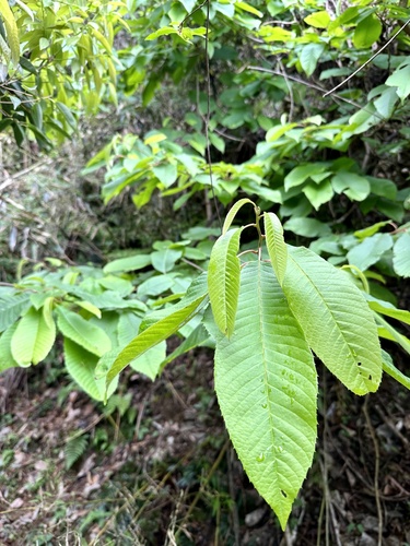 Meliosma myriantha (Meliosma myriantha)