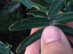 Liriomyza clianthi