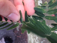 Liriomyza clianthi
