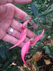 Clianthus puniceus