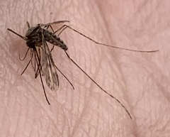 Anopheles punctipennis