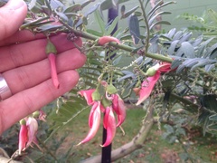 Clianthus puniceus