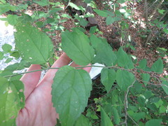 Celtis laevigata image