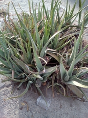 Aloe vera