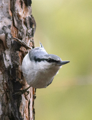 Siberian Nuthatch photo 3
