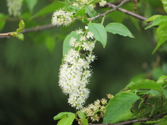 Prunus grayana