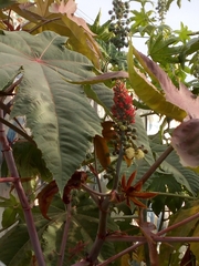 Ricinus communis