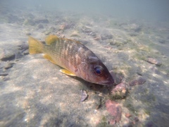 Lutjanus argentiventris