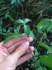 Cornus capitata