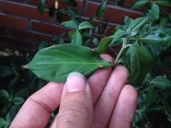 Cornus capitata