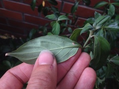 Cornus capitata