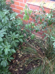 Cornus capitata