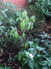Cornus capitata