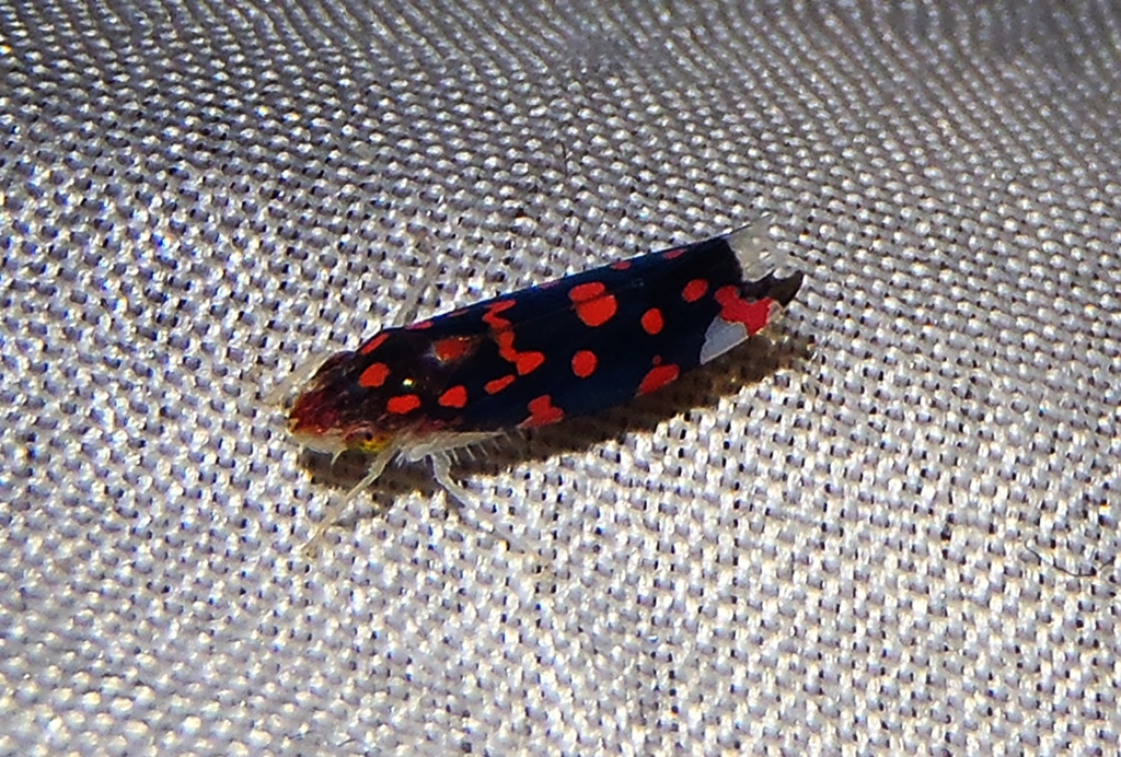 Ladoffa arcuata