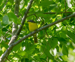 Icteria virens virens