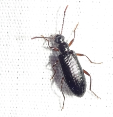 Statira