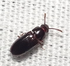Pharaxonotha kirschii