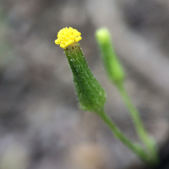 Senecio sylvaticus