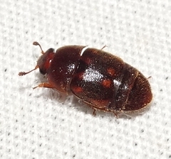 Colopterus maculatus