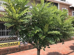 Simarouba