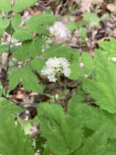 White baneberry (Actaea pachypoda)