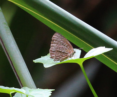 Arhopala camdana