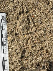 Otospermophilus beecheyi