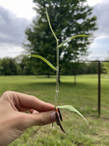 Softleaf Rosette Grass (Dichanthelium malacophyllum)