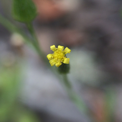 Senecio sylvaticus