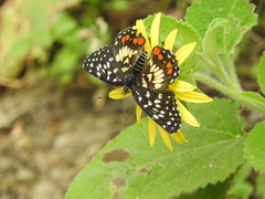 Chlosyne melitaeoides