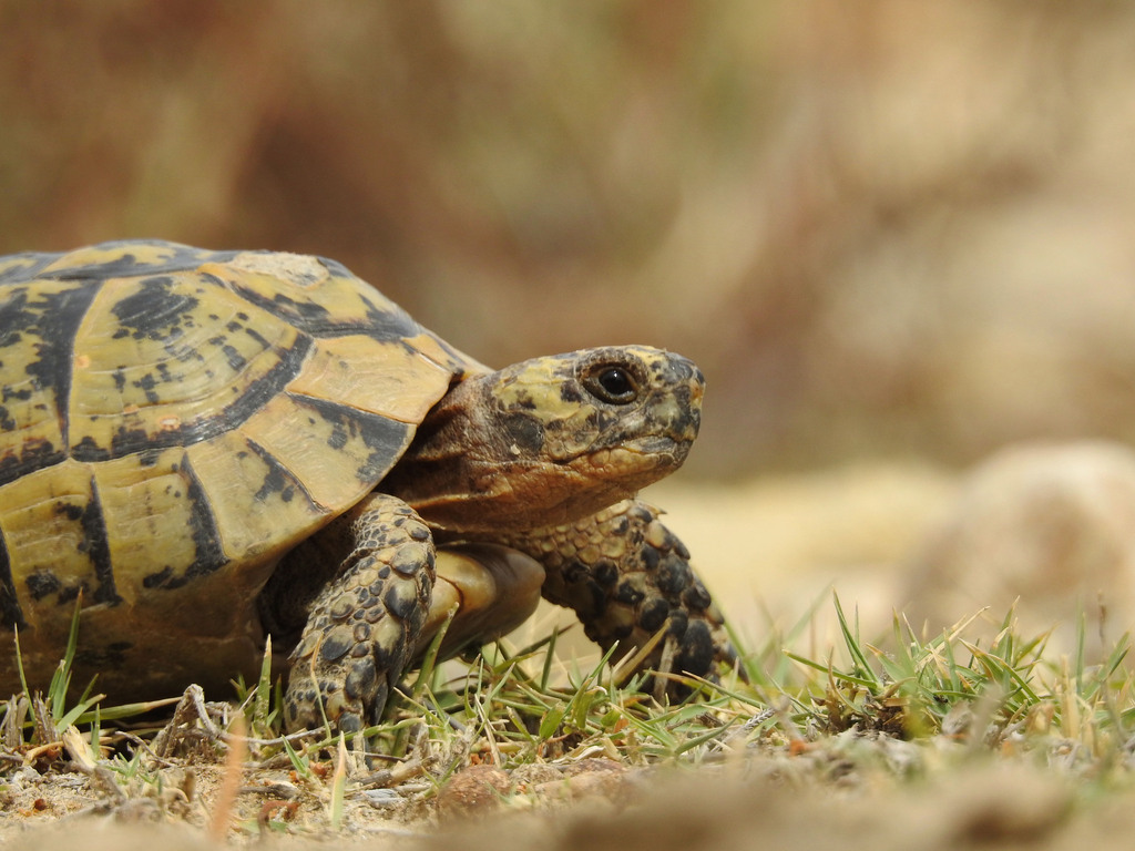 Mediterranean Tortoises (Genus Testudo)  iNaturalist
