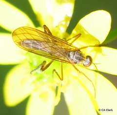 Empidinae