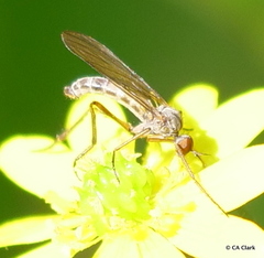 Empidinae