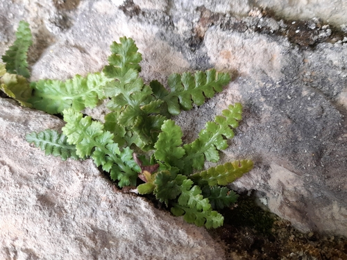 Verdon Spleenwort (Asplenium jahandiezii)