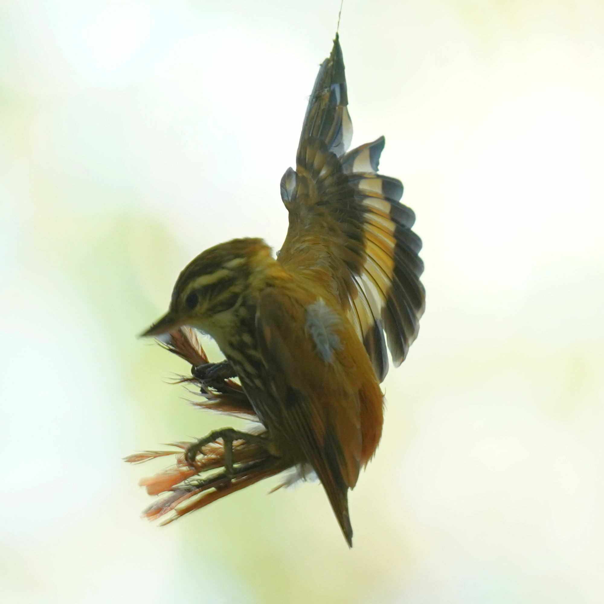 Streaked Xenops illustration