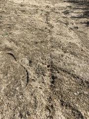 Scalopinae