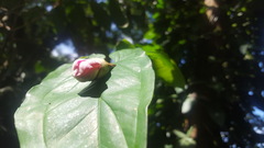 Ceiba speciosa