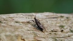 Polycarmes punctatissimus