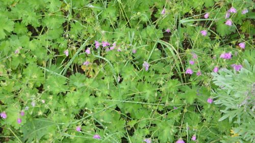 Image of Geranium albanum by no rights reserved