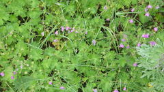 Geranium albanum, photograph author not stated, no rights reserved