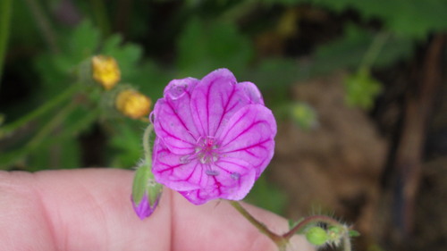 Image of Geranium albanum by no rights reserved