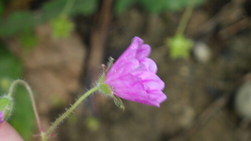 Image of Geranium albanum by no rights reserved
