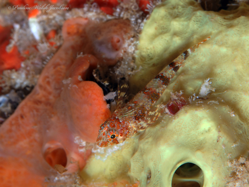 Lofty triplefin (Enneanectes altivelis) — Tripterygiidae